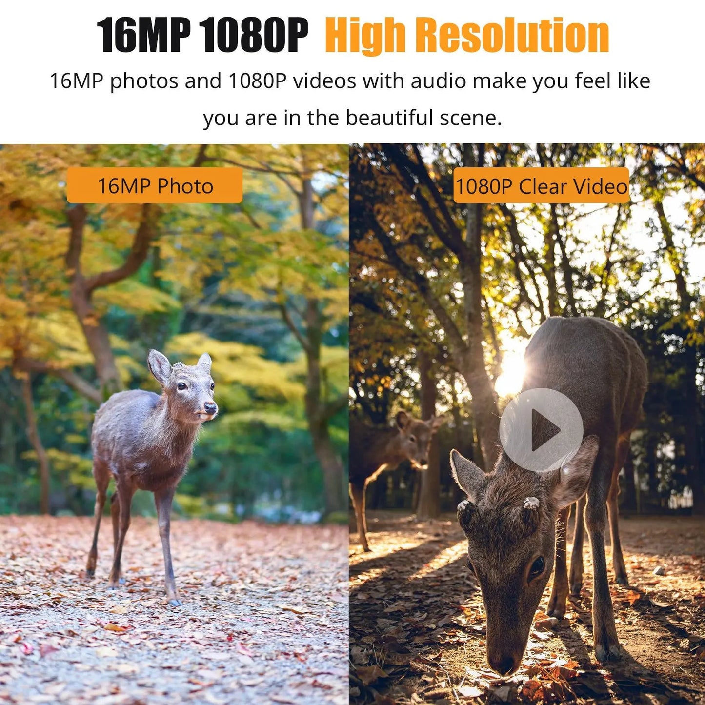 1080P Night Vision Trail Camera – High-Definition Wildlife Monitoring, Motion-Activated Cam
